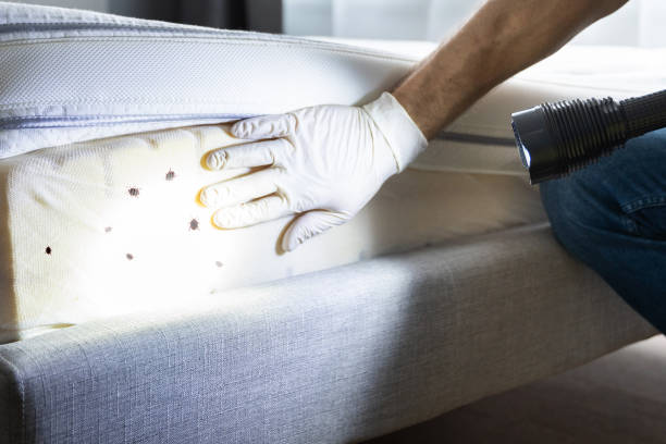 Best Flea Control Services  in Vauxhall, NJ