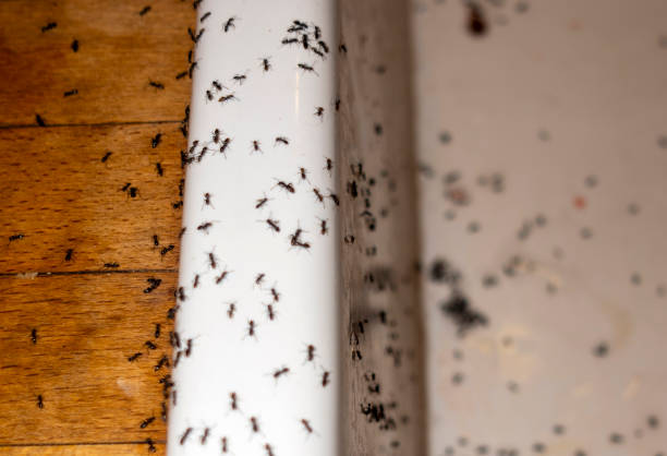 Best Affordable Pest Control Services  in Vauxhall, NJ